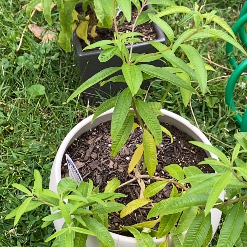 Photo of the plant species lemon verbena by @HypnoticCorrea7 named Winston on Greg, the plant care app