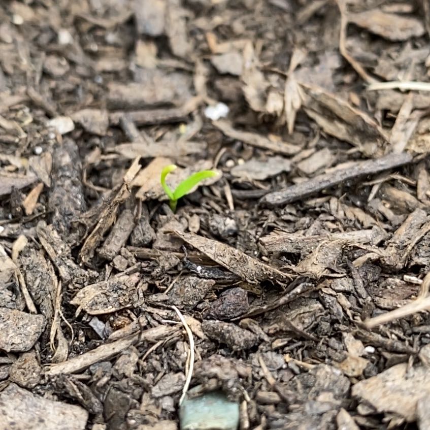 Photo of the plant species Kaddi Mirchi Pepper by @HypnoticCorrea7 named Homer on Greg, the plant care app