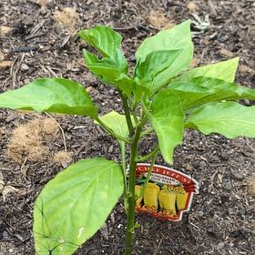 Photo of the plant species Hungarian Hot Wax Pepper by @HypnoticCorrea7 named Kendall on Greg, the plant care app