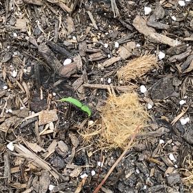 Photo of the plant species Palmetto Punch Pepper by @HypnoticCorrea7 named Remington on Greg, the plant care app