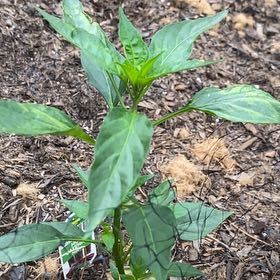 Photo of the plant species Hot Cayenne Pepper by @HypnoticCorrea7 named Gomez on Greg, the plant care app