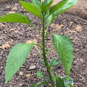 Photo of the plant species Sweet Pepper 'Shishito' by @HypnoticCorrea7 named Dax on Greg, the plant care app