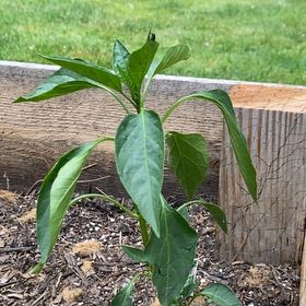 Photo of the plant species Poblano Pepper by @HypnoticCorrea7 named da Vinci on Greg, the plant care app