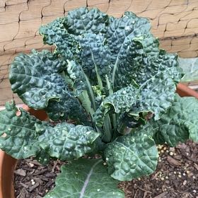 Photo of the plant species Lacinato Kale by @HypnoticCorrea7 named Nithin on Greg, the plant care app