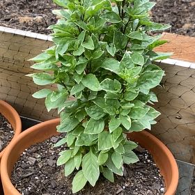 Photo of the plant species Pesto Perpetuo Basil by @HypnoticCorrea7 named Harper on Greg, the plant care app