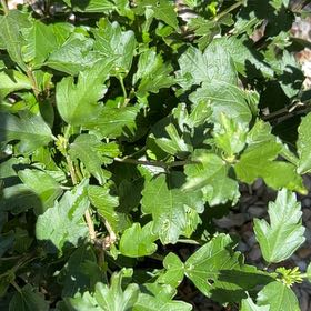 Photo of the plant species Rose Of Sharon by @ZestWoodruff91 named Hemingway on Greg, the plant care app