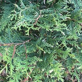 Photo of the plant species Arborvitae by @YesJade3 named Khaleesi on Greg, the plant care app