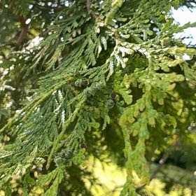 Photo of the plant species Western Red Cedar by @YesJade3 named Bigleef Smalls on Greg, the plant care app