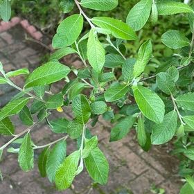 Photo of the plant species Goat Willow by @YesJade3 named Kylie on Greg, the plant care app