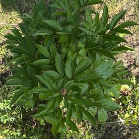 Photo of the plant species Common Peony by @YesJade3 named Sir Plancelot on Greg, the plant care app