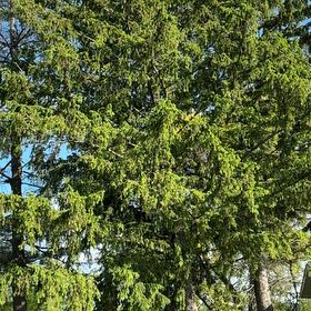 Photo of the plant species Norway Spruce by @YesJade3 named Huckleberry Fern on Greg, the plant care app