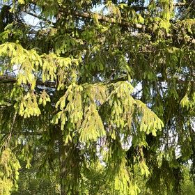 Photo of the plant species Norway Spruce by @YesJade3 named Prince on Greg, the plant care app