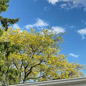 Photo of the plant species Golden Shower Tree by @YesJade3 named Sanders on Greg, the plant care app