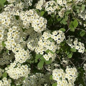 Photo of the plant species Firethorn by @YesJade3 named Marilyn on Greg, the plant care app