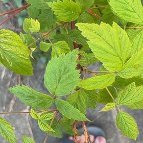 Photo of the plant species European Red Raspberry by @YesJade3 named Tupot amaroot on Greg, the plant care app