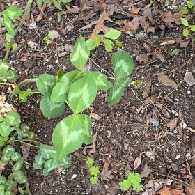 Photo of the plant species Red Clover by @YesJade3 named Mollie on Greg, the plant care app
