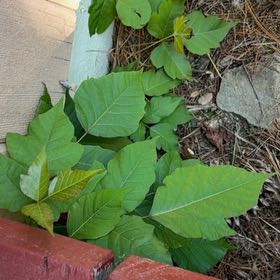 Photo of the plant species Poison Ivy by @YesJade3 named Rainier on Greg, the plant care app