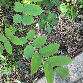 Photo of the plant species English Walnut by @YesJade3 named Elle on Greg, the plant care app