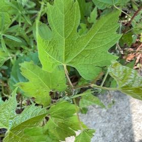 Photo of the plant species Wine Grape by @YesJade3 named Cleopatra on Greg, the plant care app