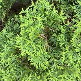 Photo of the plant species Arborvitae by @YesJade3 named Leaf Erickson on Greg, the plant care app