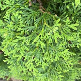 Photo of the plant species Arborvitae by @YesJade3 named ChloroPhil on Greg, the plant care app