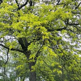 Photo of the plant species Black Walnut by @YesJade3 named Plato on Greg, the plant care app