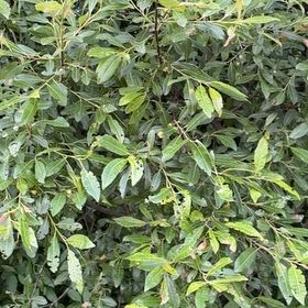 Photo of the plant species Pussy Willow by @YesJade3 named Scarlett on Greg, the plant care app