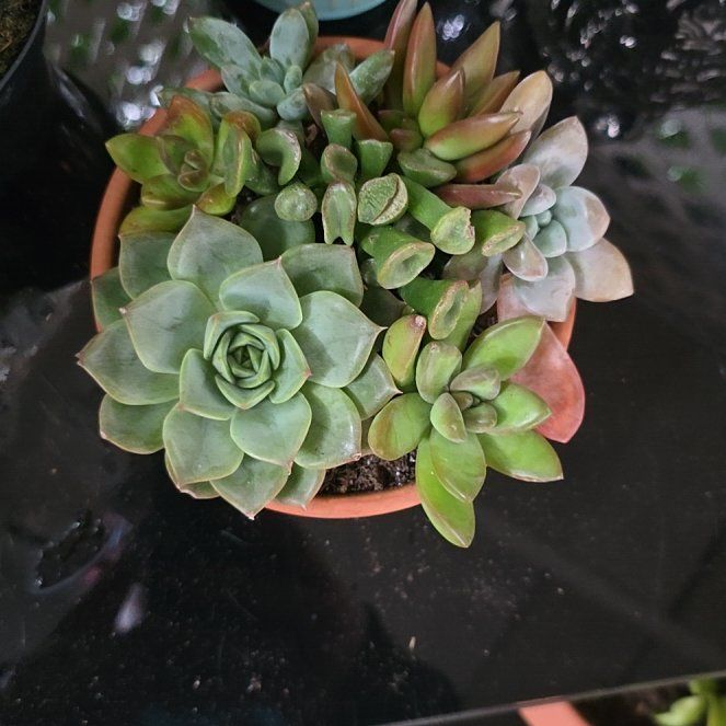 Photo of the plant species Succulent by @FamousBasil38 named Maria on Greg, the plant care app