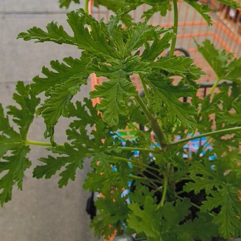 Photo of the plant species Citronella (anti-mosquito plant) by @VipAdelinia40 named Einstein on Greg, the plant care app