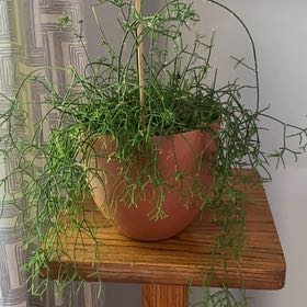 Photo of the plant species Rhipsalis baccifera by @ClassicFuscia26 named Zion on Greg, the plant care app