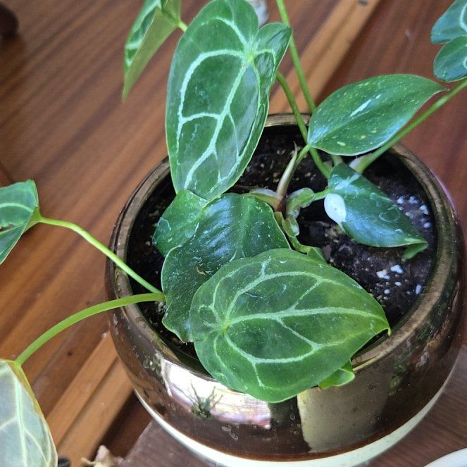 Photo of the plant species Anthurim by @SirSalsify56 named Remington on Greg, the plant care app