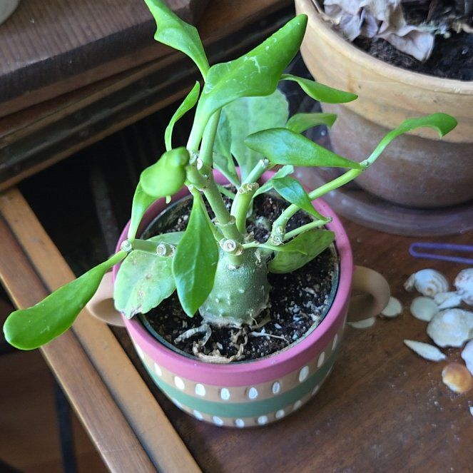 Photo of the plant species Ant plant by @SirSalsify56 named Sonora on Greg, the plant care app