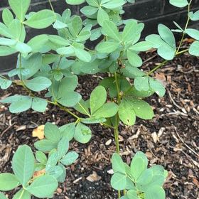 Photo of the plant species Baptisia Australis by @HighestBacchus4 named Aristotle on Greg, the plant care app