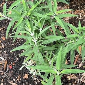 Photo of the plant species Mexican Bush Sage by @HighestBacchus4 named Fernie Mac on Greg, the plant care app