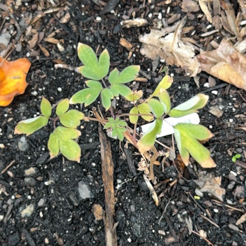 Photo of the plant species Asian Bleeding-Heart by @HighestBacchus4 named Kesha on Greg, the plant care app