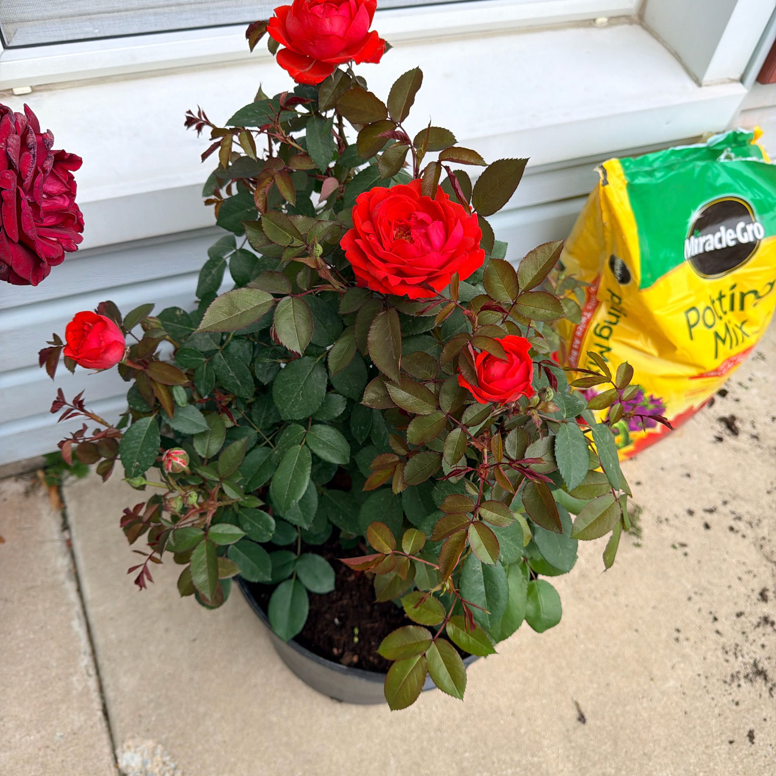 Photo of the plant species True Passion Rose by @AdonicPlanera64 named Orlando Bloom on Greg, the plant care app