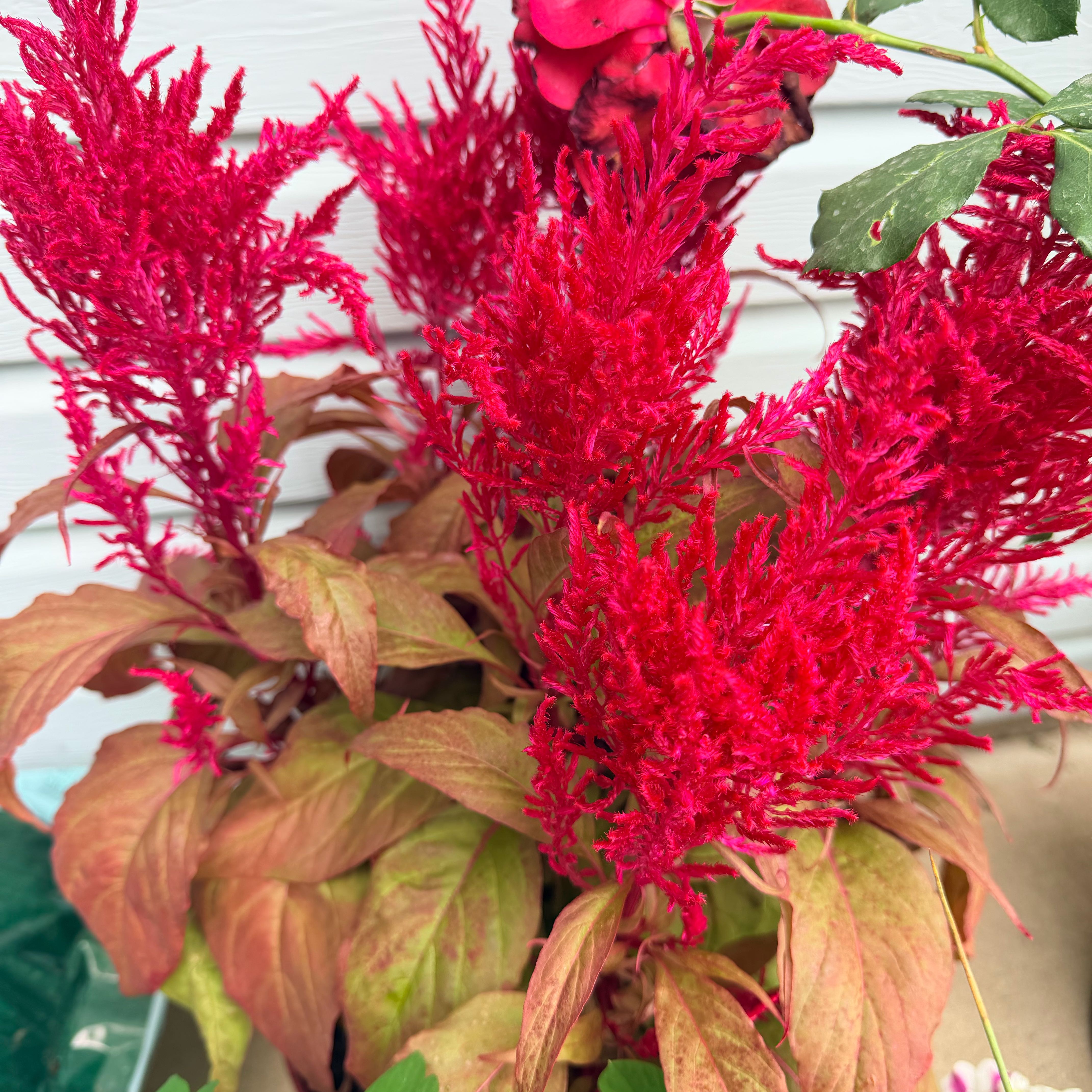 Photo of the plant species Dragons Breath by @AdonicPlanera64 named Athena on Greg, the plant care app