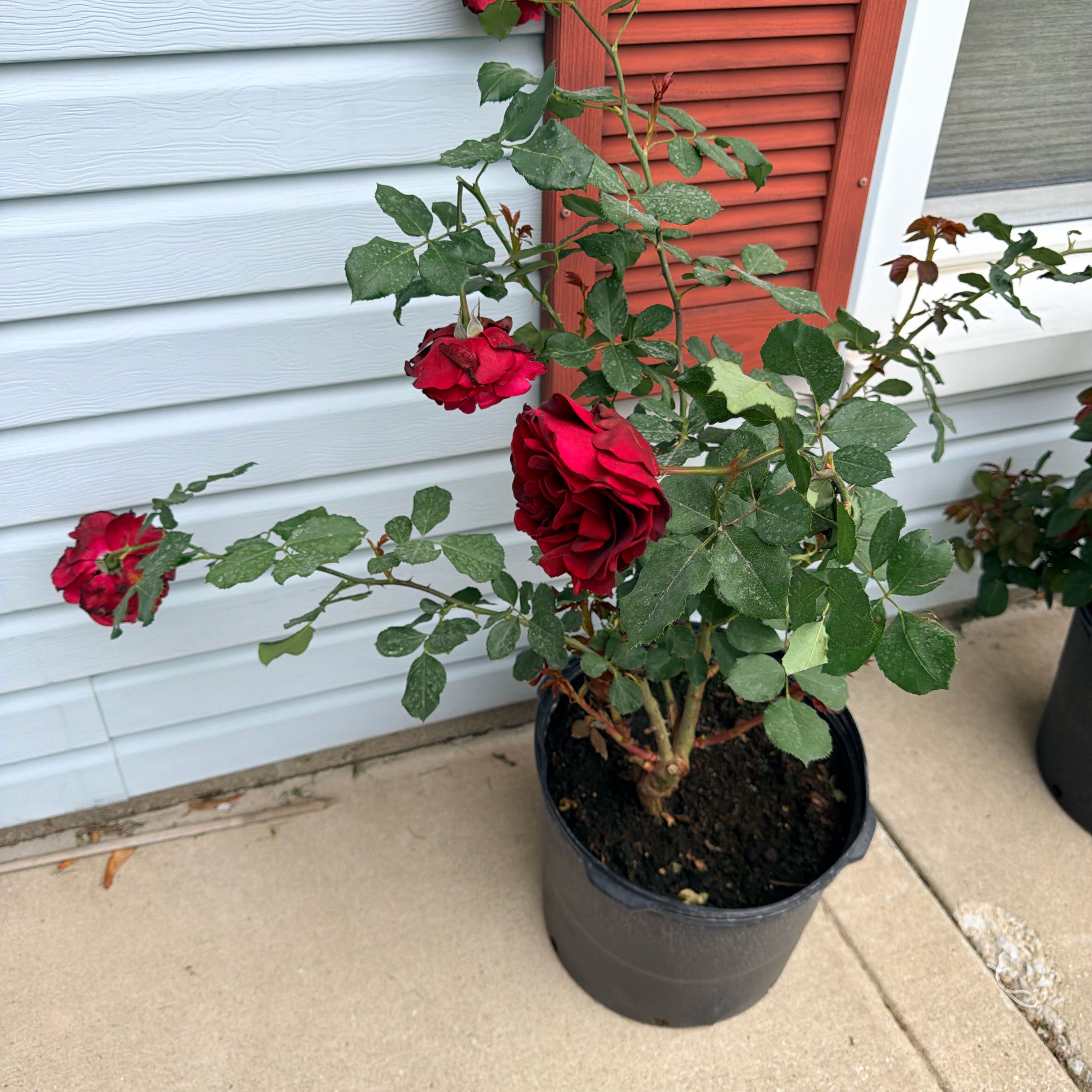 Photo of the plant species Don Juan Climbing Rose by @AdonicPlanera64 named Cleopatra on Greg, the plant care app