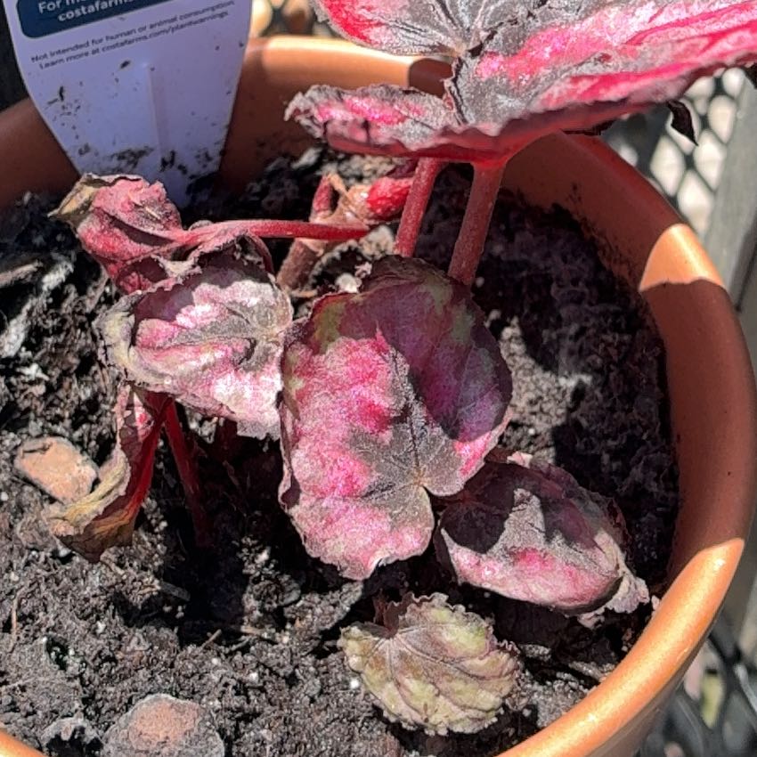Photo of the plant species Exotic Angel by @ImpishWasabi55 named Lola on Greg, the plant care app