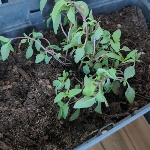 Photo of the plant species Thai Basil by @SultryBonnydoon named Peter Parker on Greg, the plant care app