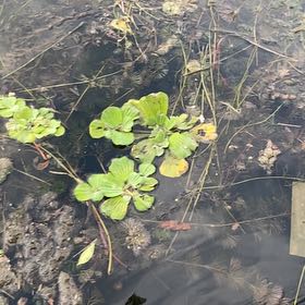 Photo of the plant species Water Lettuce by @FabGreyalder58 named Bieber on Greg, the plant care app
