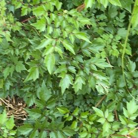 Photo of the plant species Trumpet Creeper by @FabGreyalder58 named Athena on Greg, the plant care app