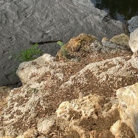 Photo of the plant species Sea Fennel by @FabGreyalder58 named Madonna on Greg, the plant care app