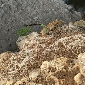 Photo of the plant species Sea Fennel by @FabGreyalder58 named Beyonce on Greg, the plant care app