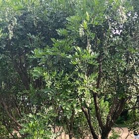 Photo of the plant species Texas Mountain Laurel by @FabGreyalder58 named Orwell on Greg, the plant care app
