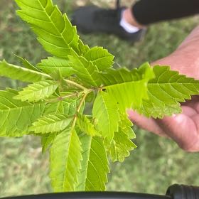 Photo of the plant species Siberian Elm by @FabGreyalder58 named Winston on Greg, the plant care app