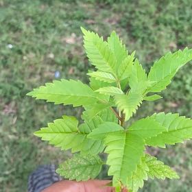 Photo of the plant species Siberian Elm by @FabGreyalder58 named Aristotle on Greg, the plant care app