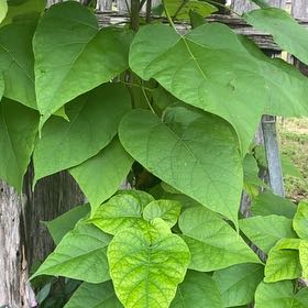 Photo of the plant species Catalpa by @FabGreyalder58 named Fernie Mercury on Greg, the plant care app