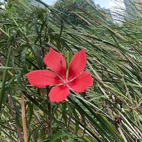 Photo of the plant species Scarlet Hibiscus by @FabGreyalder58 named Diana on Greg, the plant care app