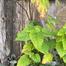 Photo of the plant species Catalpa by @FabGreyalder58 named Naomi on Greg, the plant care app